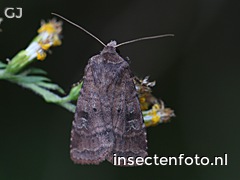 vlinder (2344*1758)